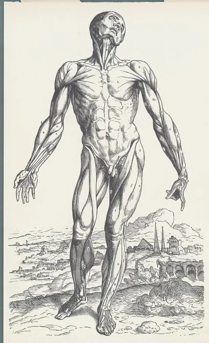 Framed Print : Vesalius. Anatomical figure showing muscles of the human body Framed Print : Vesalius. Anatomical figure showing muscles of the human body