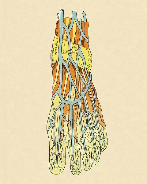 Vessels in The Foot