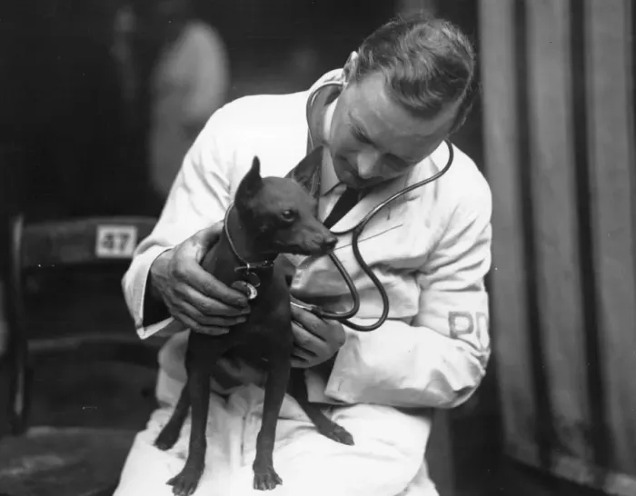Framed Print : Vet Check. February 1928: A vet examining a dog entered for Crufts Dog Framed Print : Vet Check. February 1928: A vet examining a dog entered for Crufts Dog