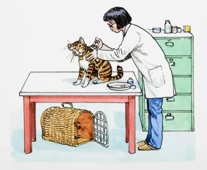 Framed Print : Vet giving a cat an injection Framed Print : Vet giving a cat an injection