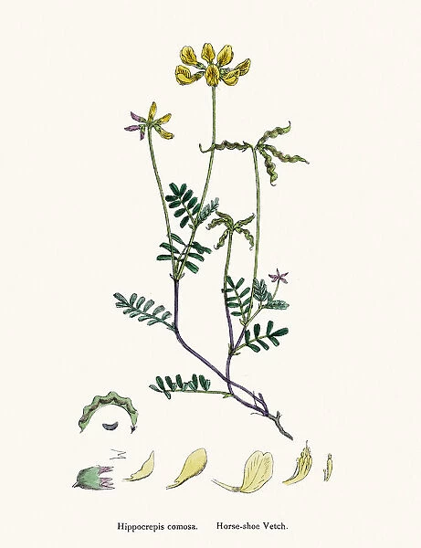 Vetch flower 19th century illustration