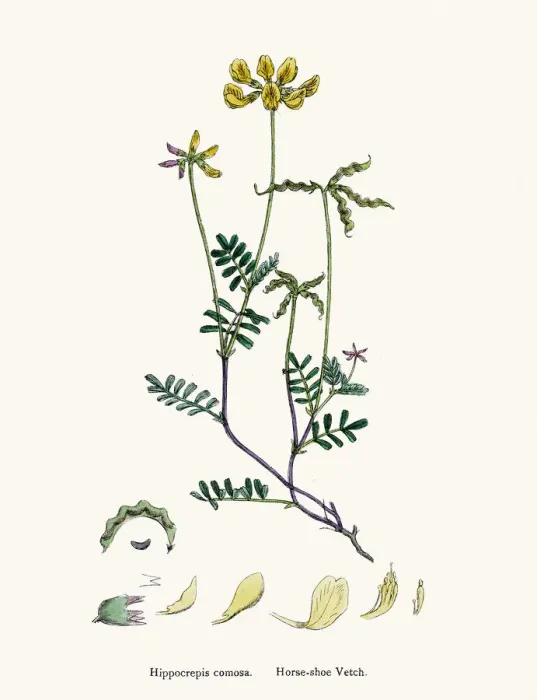 Framed Print : Vetch flower 19th century illustration Framed Print : Vetch flower 19th century illustration