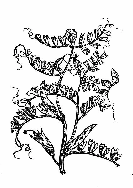 Vetch (Vicia sylvatica)