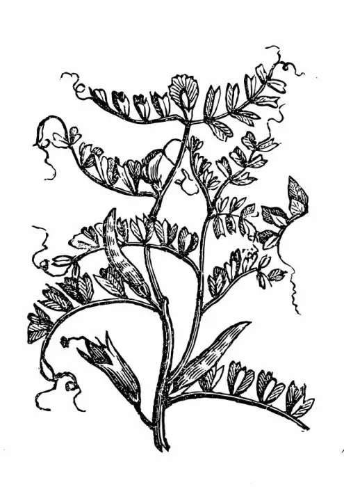 Framed Print : Vetch (Vicia sylvatica) Framed Print : Vetch (Vicia sylvatica)