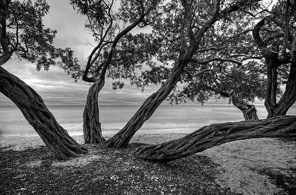 Trees. Veterans Memorial Park, Big Pine Key