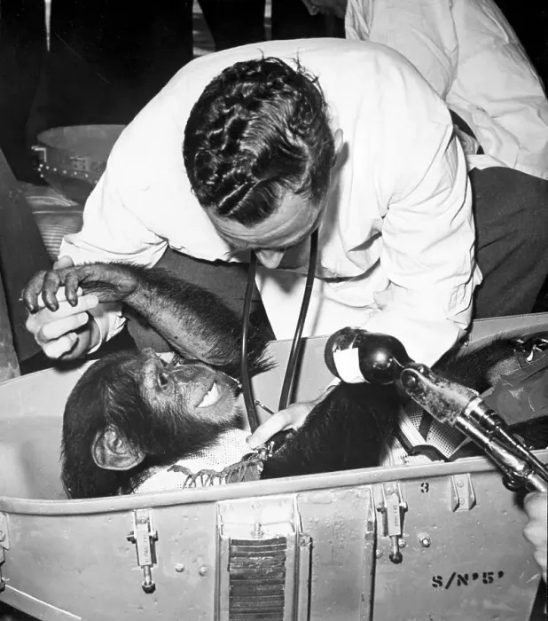 Framed Print : Veterinarian Examining a Chimpanzee