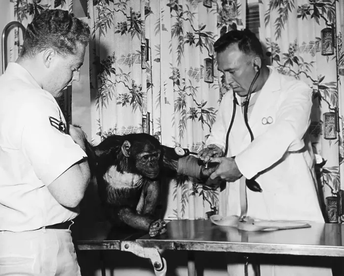 Framed Print : Veterinarian Examining Space Chimp Framed Print : Veterinarian Examining Space Chimp