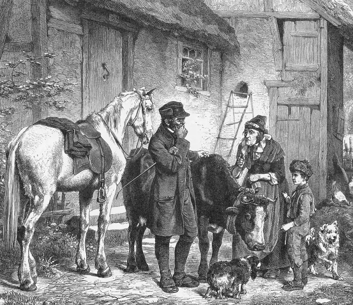 Framed Print : Veterinarian Inspecting Sick Cattle Framed Print : Veterinarian Inspecting Sick Cattle