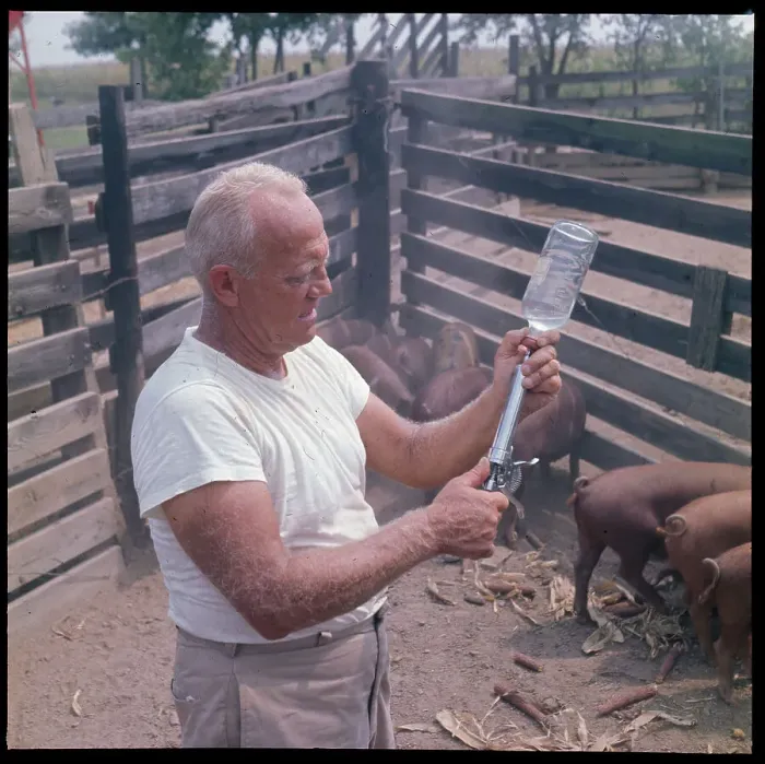Framed Print : Veterinarian Preparing to Kill Infected Pigs Framed Print : Veterinarian Preparing to Kill Infected Pigs