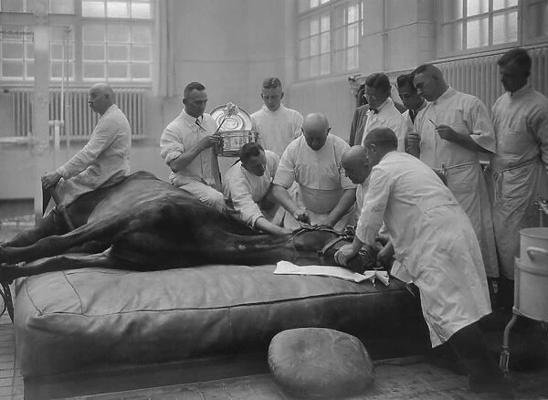 Veterinary School. Chloroforming a horse prior to an operation at the Berlin