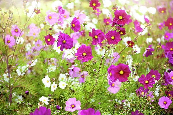 Vibrant pink and white summer flowering Cosmos flowers in soft summer sunshine