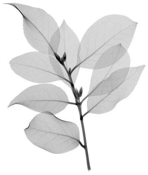Viburnum leaves, X-ray
