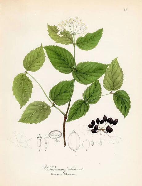 Viburnum pubescens botanical engraving 1843