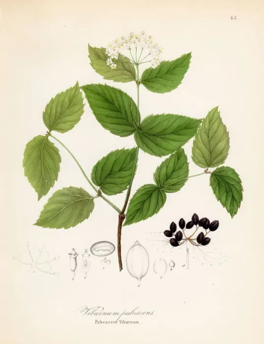 Framed Print : Viburnum pubescens botanical engraving 1843 Framed Print : Viburnum pubescens botanical engraving 1843