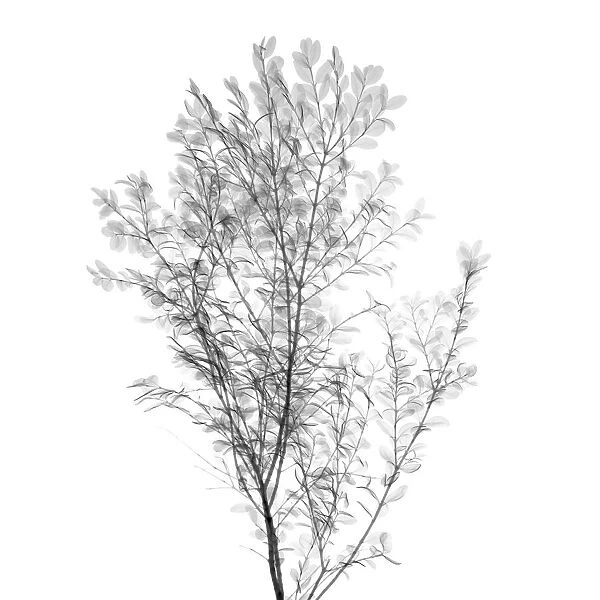 Viburnum shrub, X-ray