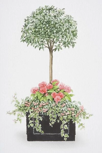 Viburnum tinus, tree-like mop-headed shrub, with an underplanting of pink rose-like flowers of Begonia x tuberhybrida Non-stop, small pink flowers of Begonia pendula Illumination and ivy trailing over edges of square container