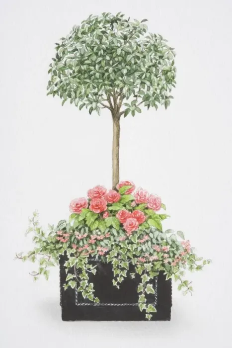 Framed Print : Viburnum tinus, tree-like mop-headed shrub, with an underplanting of pink rose-like flowers of Begonia x tuberhybrida Non-stop, small pink flowers of Begonia pendula Illumination and ivy trailing over edges of square container Framed Print : Viburnum tinus, tree-like mop-headed shrub, with an underplanting of pink rose-like flowers of Begonia x tuberhybrida Non-stop, small pink flowers of Begonia pendula Illumination and ivy trailing over edges of square container