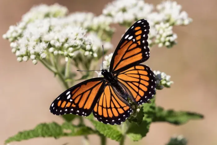 Framed Print : Viceroy Butterfly with Wings Spread Framed Print : Viceroy Butterfly with Wings Spread