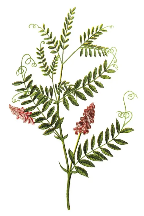 Framed Print : Vicia cracca (tufted vetch, cow vetch, bird vetch, blue vetch, boreal vetch)