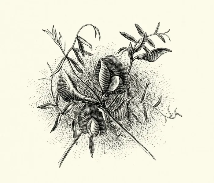 Framed Print : Vicia sativa, common vetch, Red Flower, Botanical art print Framed Print : Vicia sativa, common vetch, Red Flower, Botanical art print