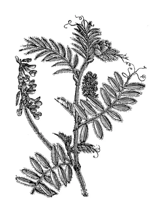 Framed Print : Vicia villosa (hairy vetch, fodder vetch or winter vetch) (hairy vetch, fodder vetch or winter vetch) Framed Print : Vicia villosa (hairy vetch, fodder vetch or winter vetch) (hairy vetch, fodder vetch or winter vetch)
