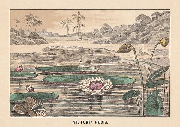Victoria amazonica (formerly Victoria Regia), hand-colored lithograph, published in 1891