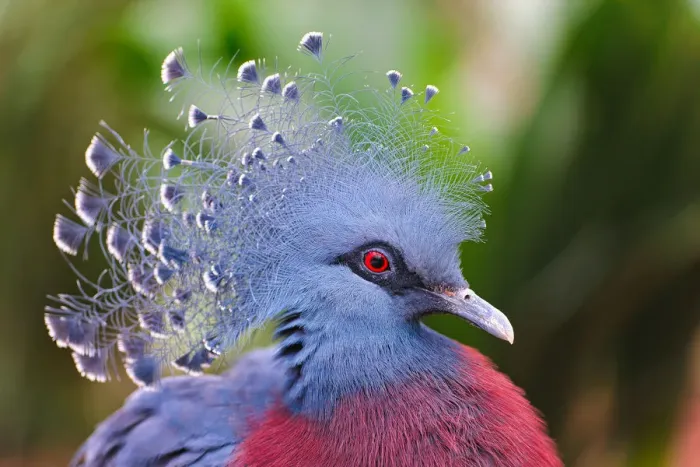 Framed Print : Victoria Crowned Pigeon Framed Print : Victoria Crowned Pigeon