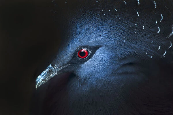 Victoria Crowned Pigeon (Goura victoria) Portrait