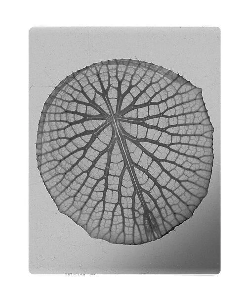 Victoria water lily leaf, X-ray