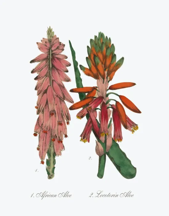 Framed Print : Victorian Botanical Illustration of Aloe and African Aloe Framed Print : Victorian Botanical Illustration of Aloe and African Aloe