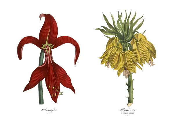 Victorian Botanical Illustration of Amaryllis and Fritillaria Plants