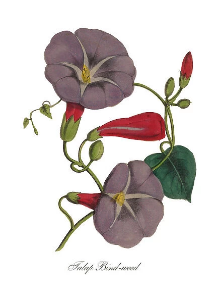 Victorian Botanical Illustration of Bindweed or Morning Glory