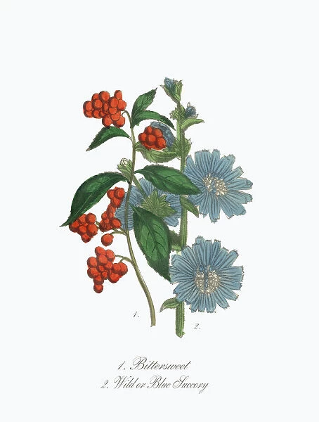 Victorian Botanical Illustration of Bittersweet and Blue Succory