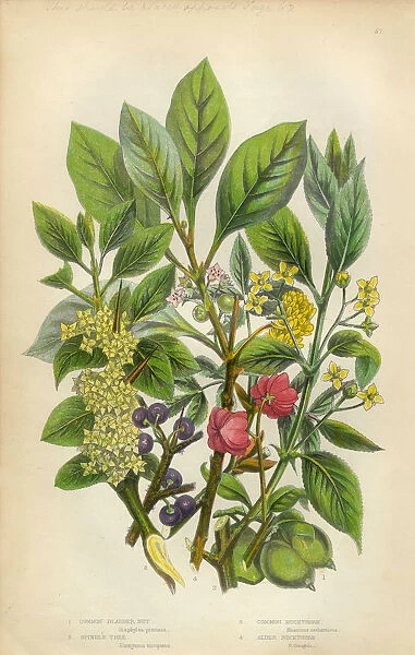 Victorian Botanical Illustration: Bladder Nut, Spindle and Buckthorn Tree