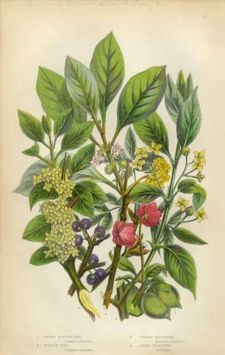 Framed Print : Victorian Botanical Illustration: Bladder Nut, Spindle and Buckthorn Tree Framed Print : Victorian Botanical Illustration: Bladder Nut, Spindle and Buckthorn Tree
