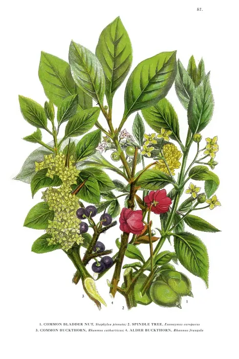 Framed Print : Victorian Botanical Illustration: Bladder Nut, Spindle and Buckthorn Tree Framed Print : Victorian Botanical Illustration: Bladder Nut, Spindle and Buckthorn Tree