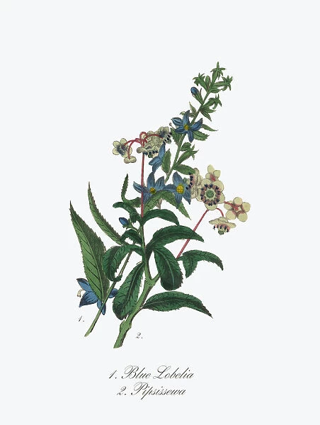 Victorian Botanical Illustration of Blue Lobelia and Pipsissewa