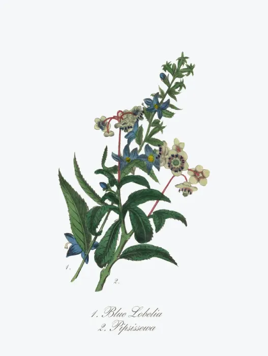 Framed Print : Victorian Botanical Illustration of Blue Lobelia and Pipsissewa Framed Print : Victorian Botanical Illustration of Blue Lobelia and Pipsissewa