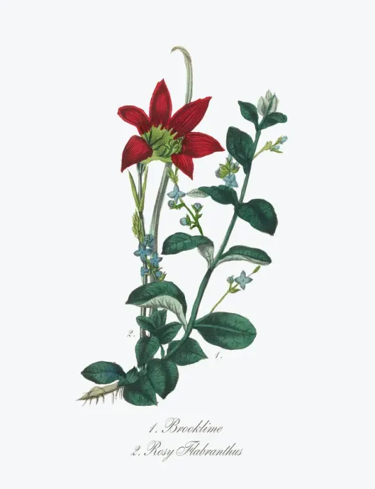Framed Print : Victorian Botanical Illustration of Brooklime and Rosy Flabranthus