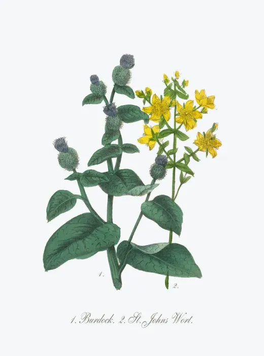 Framed Print : Victorian Botanical Illustration of Burdock and St. Johns Wort Framed Print : Victorian Botanical Illustration of Burdock and St. Johns Wort