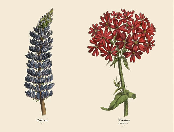 Victorian Botanical Illustration of Catchfly and Lupinus Plants