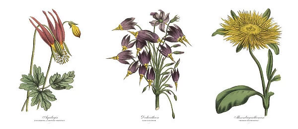 Victorian Botanical Illustration of Columbine, Dodecatheon and Mesembryanthemum Plants