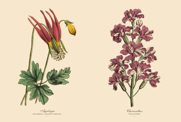 Framed Print : Victorian Botanical Illustration of Columbine and Wallflower Plants Framed Print : Victorian Botanical Illustration of Columbine and Wallflower Plants