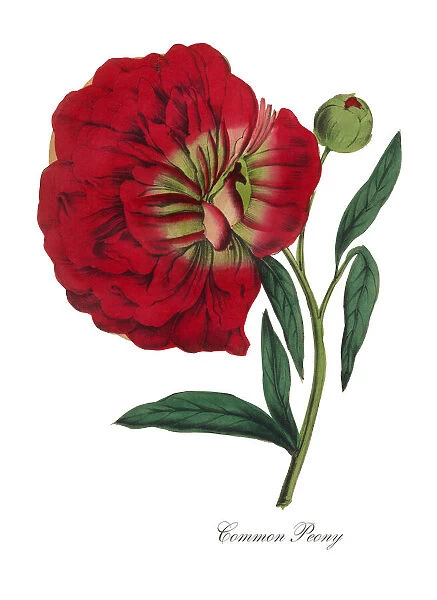 Victorian Botanical Illustration of Common Peony