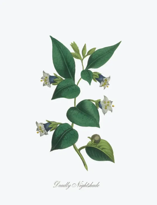 Framed Print : Victorian Botanical Illustration of Deadly Nightshade Framed Print : Victorian Botanical Illustration of Deadly Nightshade