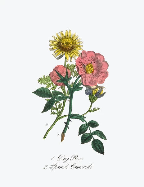 Victorian Botanical Illustration of Dog Rose and Spanish Camomile
