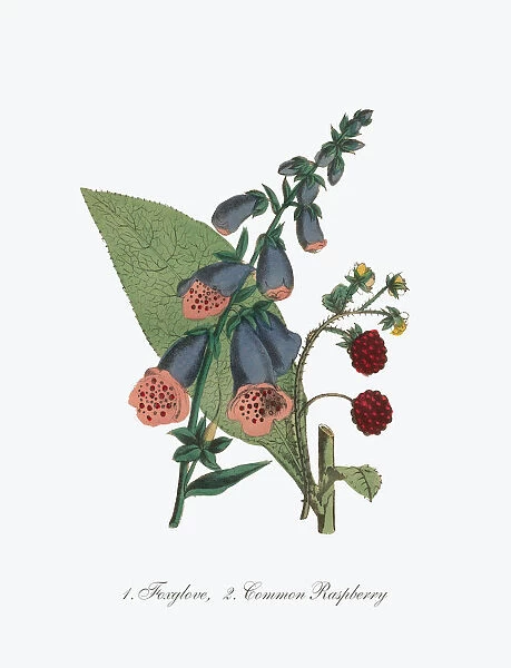 Victorian Botanical Illustration of Foxglove and Common Raspberry