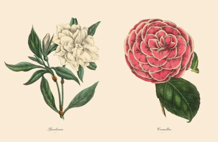 Framed Print : Victorian Botanical Illustration of Gardenia and Camellia Plants Framed Print : Victorian Botanical Illustration of Gardenia and Camellia Plants
