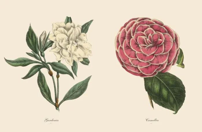 Framed Print : Victorian Botanical Illustration of Gardenia and Camellia Plants Framed Print : Victorian Botanical Illustration of Gardenia and Camellia Plants
