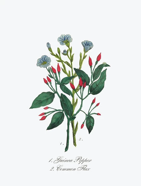 Victorian Botanical Illustration of Guinea Pepper and Common Flax